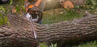 Best Utility Line Clearance  in Randolph, NE
