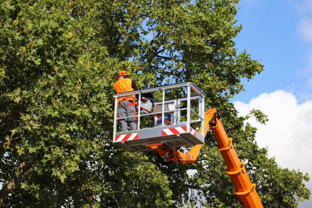 Best Tree Trimming and Pruning  in Randolph, NE