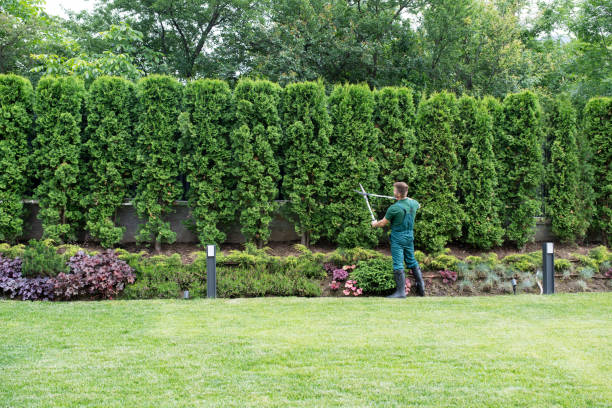 Best Sod Installation  in Randolph, NE
